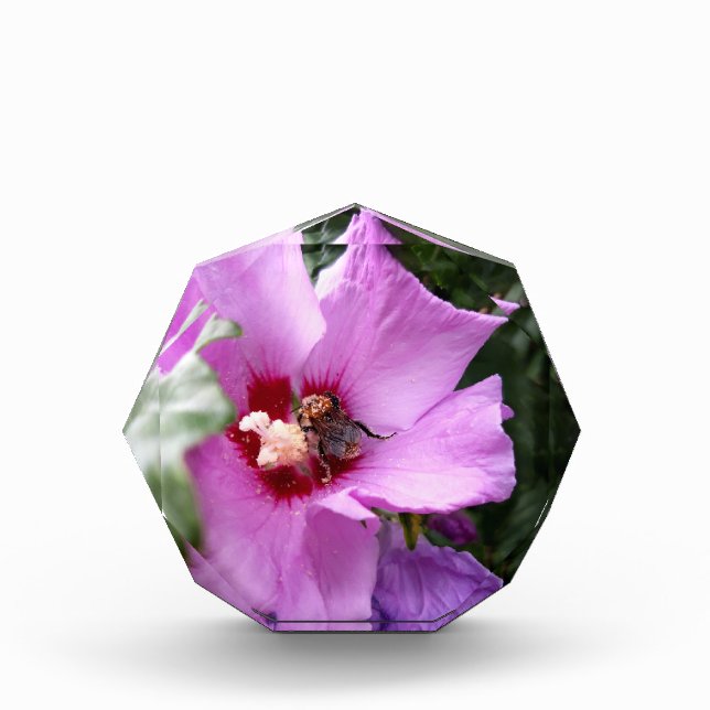 Bumblebee on Hibiscus Flower Acrylic Award (Front)