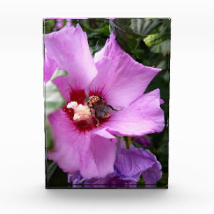 Bumblebee on Hibiscus Flower Acrylic Award
