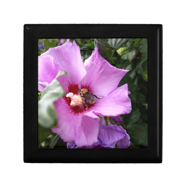 Bumblebee on Hibiscus Flower Gift Box (Front)