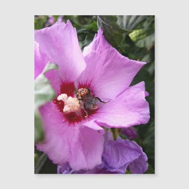 Bumblebee on Hibiscus Flower Magnetic Card (Front)