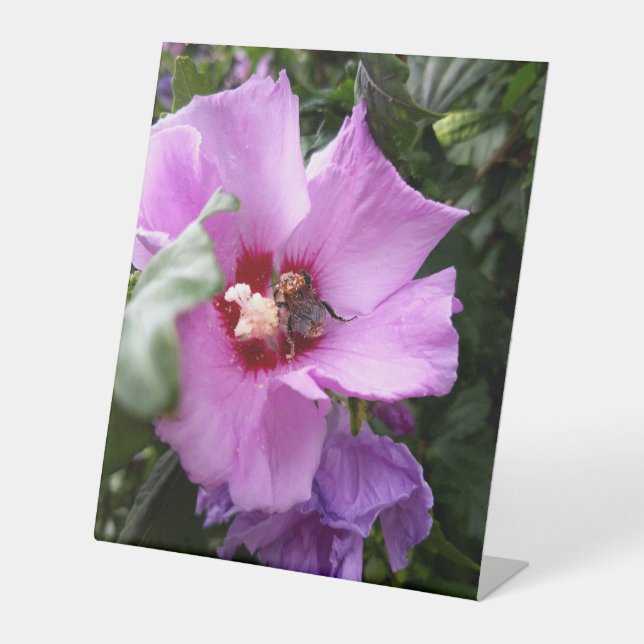Bumblebee on Hibiscus Flower Pedestal Sign (Front)