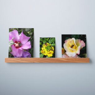 Bumblebee on Hibiscus Flower Picture Ledge
