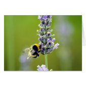 Bumblebee on Lavender (Front Horizontal)