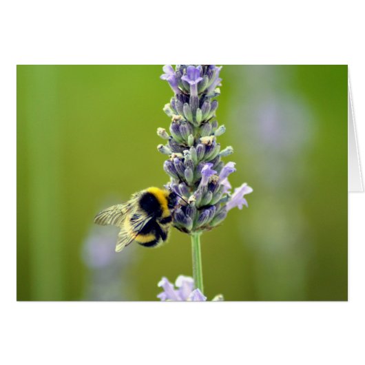 Bumblebee on Lavender Cards (Front Horizontal)
