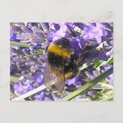 Bumblebee on Lavender Postcard