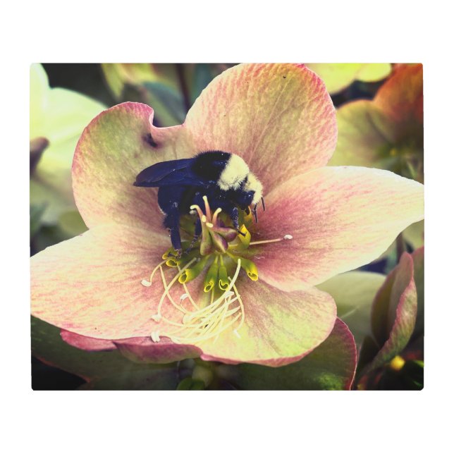 Bumblebee on Lenten Rose Flower Metal Print (Front)