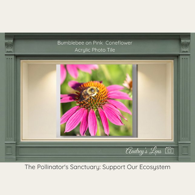 Bumblebee on Pink Coneflower Acrylic Photo Tile (Creator Uploaded)