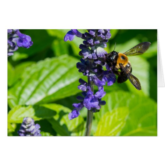 Bumblebee On Salvia Cards (Front Horizontal)