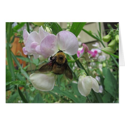 Bumblebee on Sweet Pea Cards (Front Horizontal)