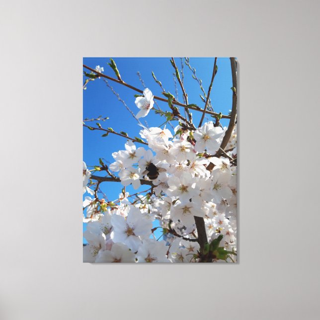 Bumblebee on wild cherry bloom canvas print (Front)