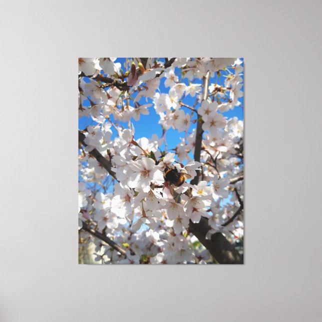 Bumblebee on wild cherry bloom canvas print (Front)