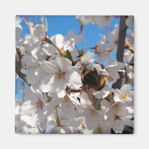 Bumblebee on wild cherry bloom magnet