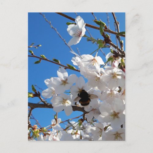 Bumblebee on wild cherry bloom postcard