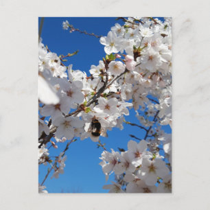 Bumblebee on wild cherry bloom postcard