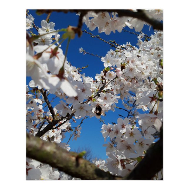Bumblebee on wild cherry bloom poster (Front)