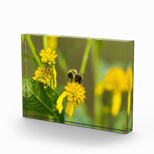 Bumblebee Photo Block