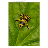 Bumblebee Poison Dart Frog (Front)