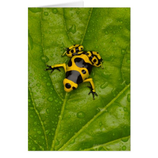 Bumblebee Poison Dart Frog Cards (Front)