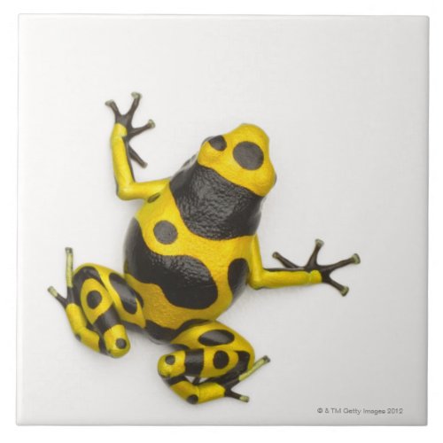 Bumblebee Poison Dart Frog Ceramic Tile