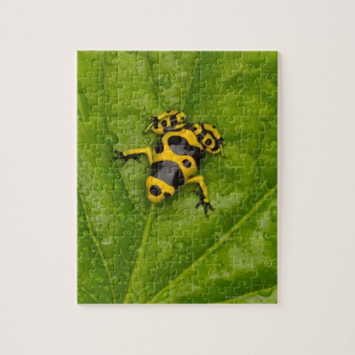 Bumblebee Poison Dart Frog Jigsaw Puzzle