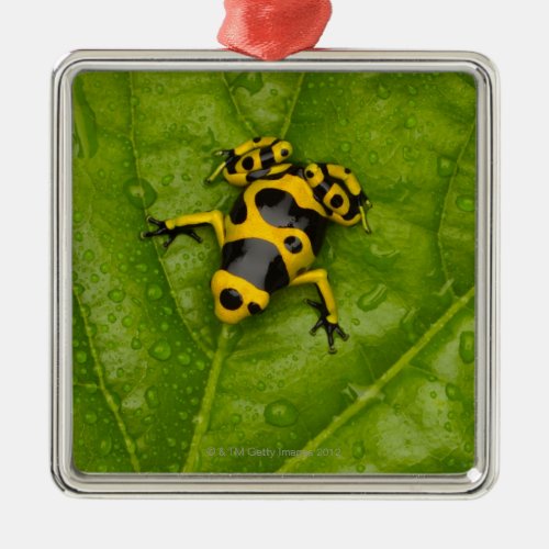 Bumblebee Poison Dart Frog Metal Ornament
