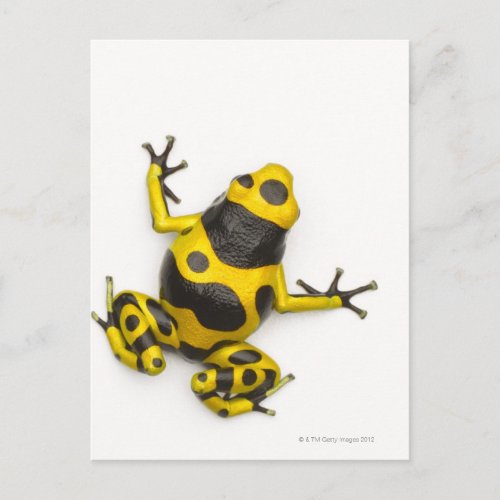 Bumblebee Poison Dart Frog Postcard