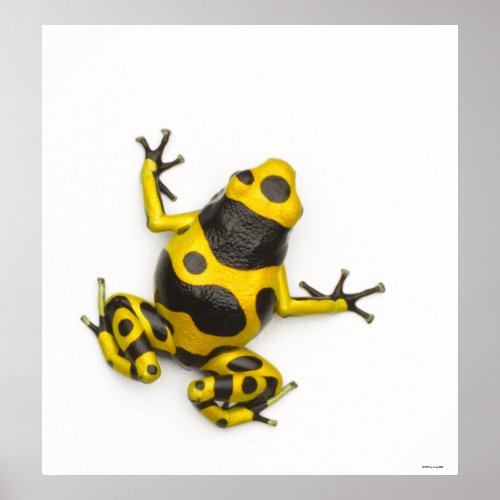 Bumblebee Poison Dart Frog Poster