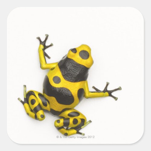 Bumblebee Poison Dart Frog Square Sticker