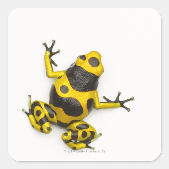 Bumblebee Poison Dart Frog Square Sticker (Front)