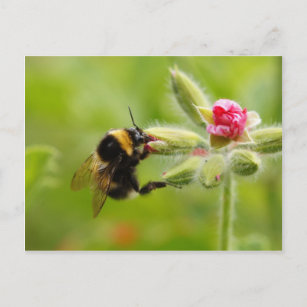 Bumblebee Postcard