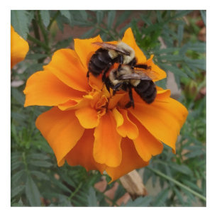 Bumblebees on Marigold Flower Acrylic Print