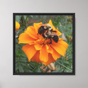 Bumblebees on Marigold Flower Canvas Print