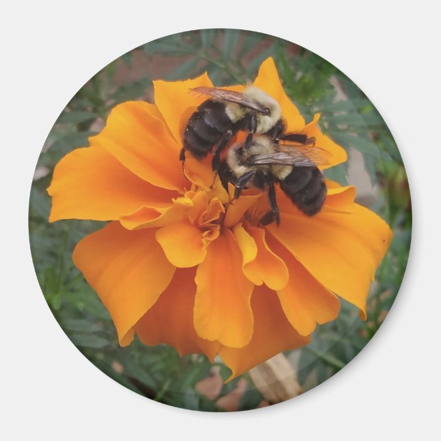 Bumblebees on Marigold Flower Magnet (Front)