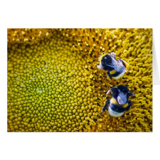Bumblebees on sunflower (Front Horizontal)