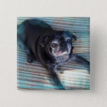 Bumblesnot Button: Pug In Blue Button at Zazzle
