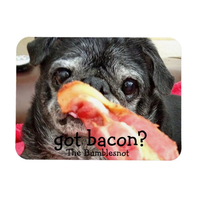 Bumblesnot Magnet: got bacon? Magnet (Horizontal)