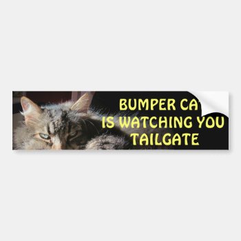Bumper Cat Is Watching Tailgate 15 Bumper Sticker by talkingbumpers at Zazzle