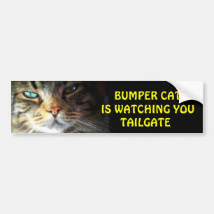 Bumper Cat is watching TAILGATE 2 Bumper Sticker