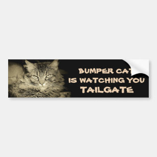 Bumper Cat is watching TAILGATE 34 Shades of Gray Bumper Sticker