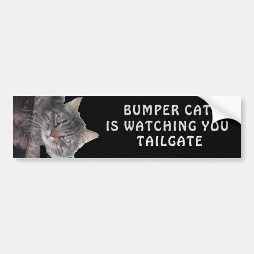 Bumper Cat is watching TAILGATE 45 Bumper Sticker