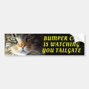 Bumper Cat is watching TAILGATE Oleo Font Sticker