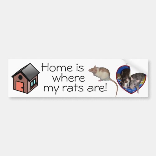 Bumper Sticker Home is where my rats are Bumper Sticker