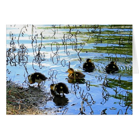 Bunch Of Baby Ducks Cards (Front Horizontal)