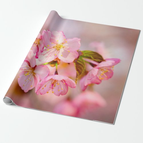 Bunch Of Fresh Pink Sakura Flowers On Pink Wrapping Paper