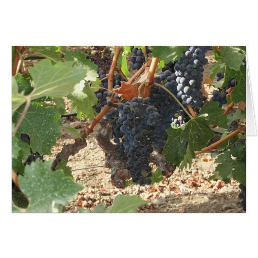 Bunch of Grapes Cards (Front Horizontal)