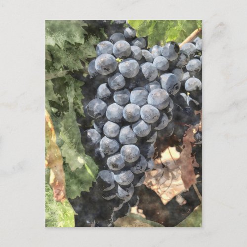 Bunch of Grapes Postcard