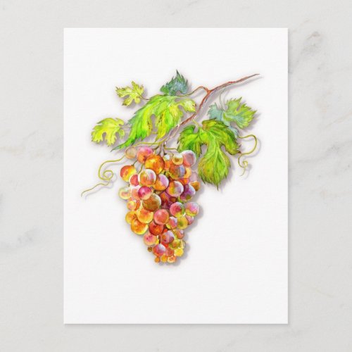Bunch of grapes postcard