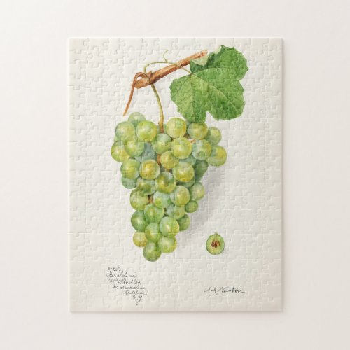 Bunch of Green Grapes Fruit Watercolor Painting Jigsaw Puzzle