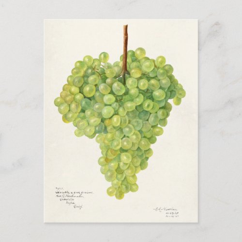 Bunch of Green Grapes Fruit Watercolor Painting Postcard