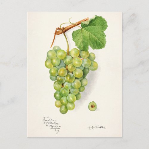 Bunch of Green Grapes Fruit Watercolor Painting Postcard